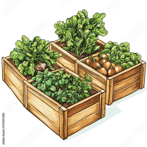 Raised garden beds filled with various fresh vegetables and herbs , vector style simple color