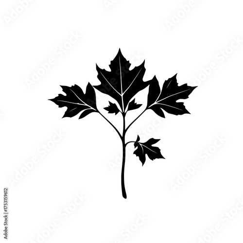 black and white silhouette of a maple leaf plant with multiple leaves on a white background