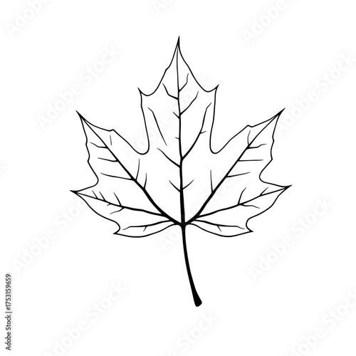 simple black and white line drawing of a maple leaf on a white background