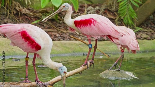 Two roseate spoonbills on a pond looking for food
