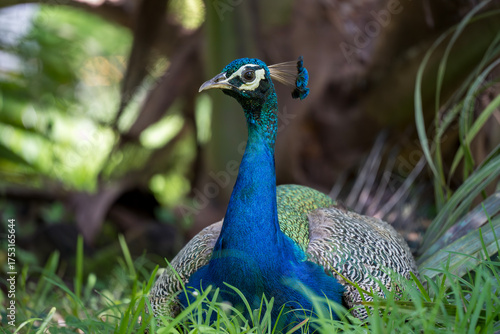 Portrait of a Indian peacock