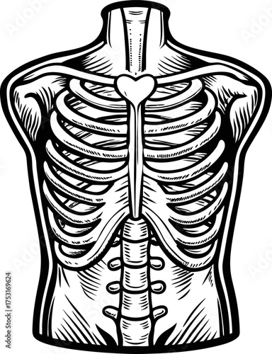 Human ribcage and spine anatomical illustration showing skeletal thorax structure, chest bones, health and medical education
