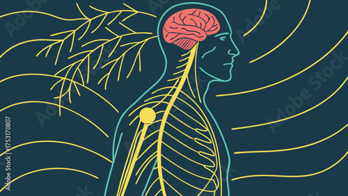 Illustration of the human body showing the brain nerves and nervous system on a dark background color