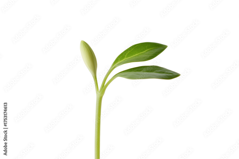 Fototapeta premium Young plant bud and leaves isolated on a transparent background