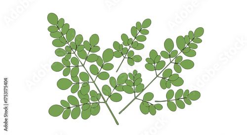 Botanical illustration showcases delicate moringa leaves against a clean white background evoking serenity and natural freshness