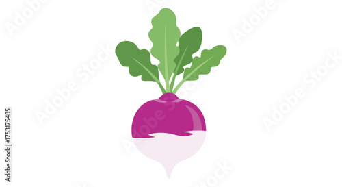 Vibrant turnip illustration showcasing its purple root, green leaves, and crisp white bottom against a clean background