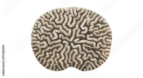 Detailed illustration of a brain coral displaying intricate ridges and valleys, evoking neurological diagrams, and intellectual depth