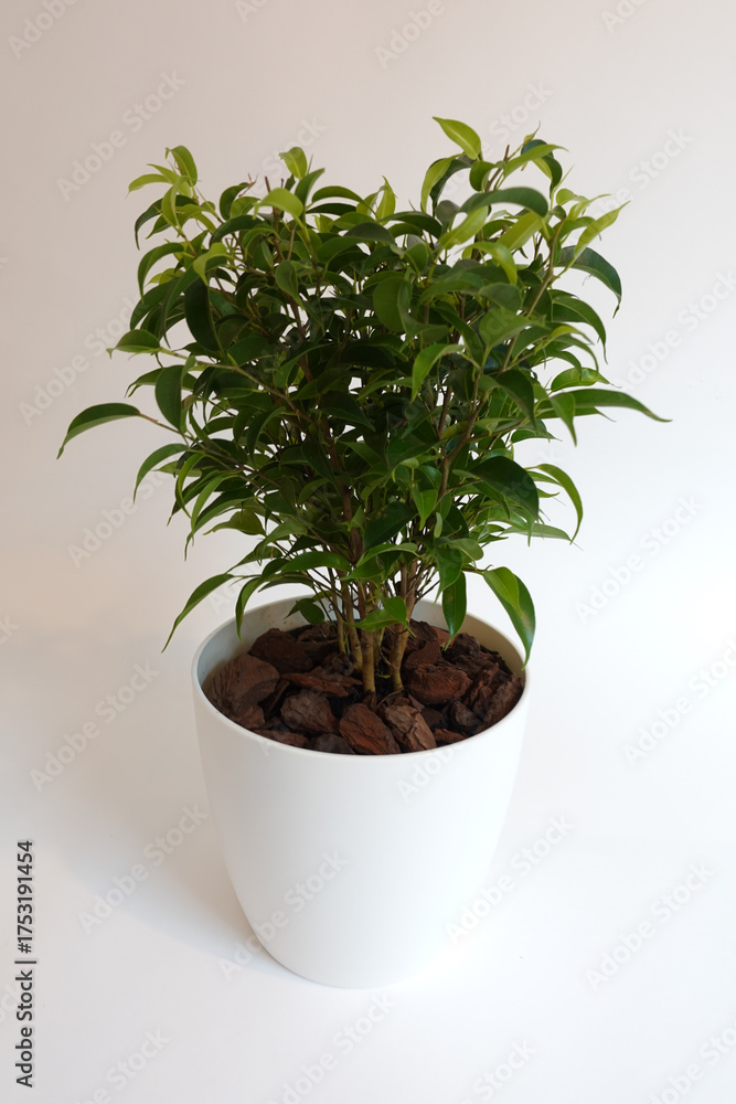 Obraz premium Green Indoor Plant in White Pot