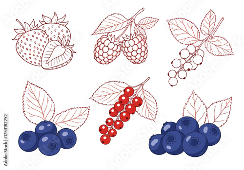 A delightful collection of fresh berries including strawberries raspberries blueberries and currants.