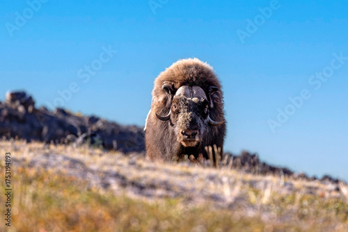 Fototapeta Musk ox, Ovibos moschatus, against blue sky in the mountainside tundra of Kjerulf Fjord, in Northeast Greenland National Park