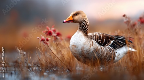 A graceful goose stands amidst autumn foliage, capturing the essence of nature's beauty and tranquility in a serene outdoor setting, perfect for wildlife and nature enthusiasts.