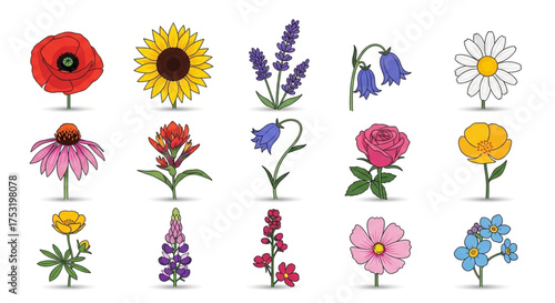 A colorful collection of wildflower illustrations, showcasing the beauty of natures diverse floral species in a vibrant display