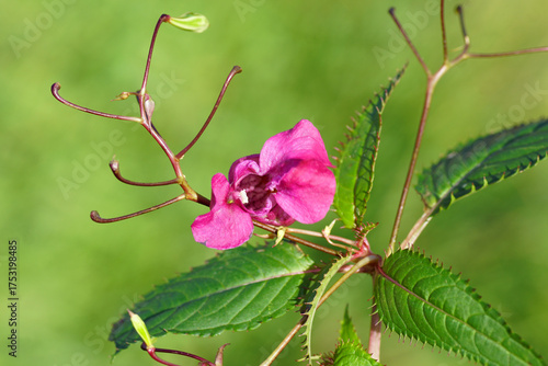 Pink, hooded shaped flower, buds leaves of the invasive Impatiens glandulifera, Himalayan balsam. October, Netherlands.