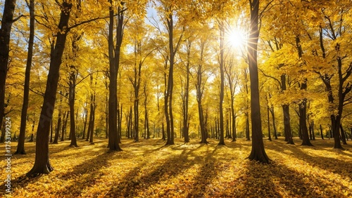 Colorful forest in sunlight. Autumn landscape with yellow trees and sun. Beautiful foliage in the park.