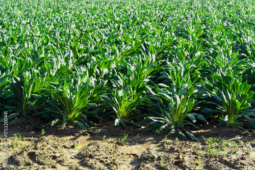 View of a green radicchio field