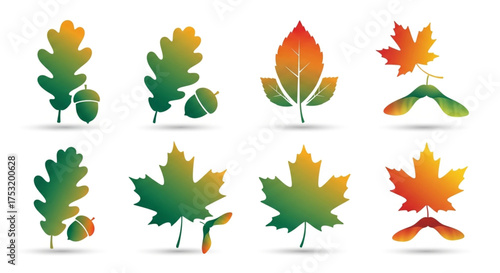 Collection of autumn leaves vector illustration oak, maple, birch, seed, acorn, fall season, nature, tree, forest, plant, botanical
