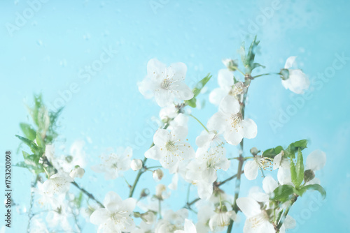Blooming branch of alycha cherry tree blossom behind wet glass on blue background. Copy space