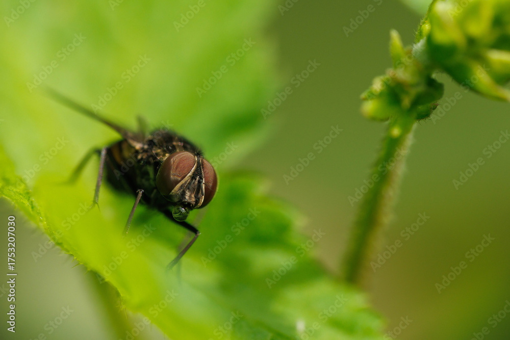 Fototapeta premium 葉の上でくつろぐ蠅