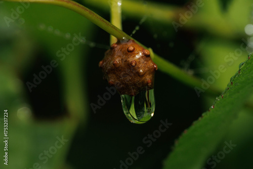雨に濡れた自然薯のムカゴ