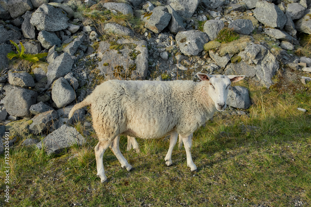 Obraz premium Sheep standing near rocky hill on Lofoten Islands