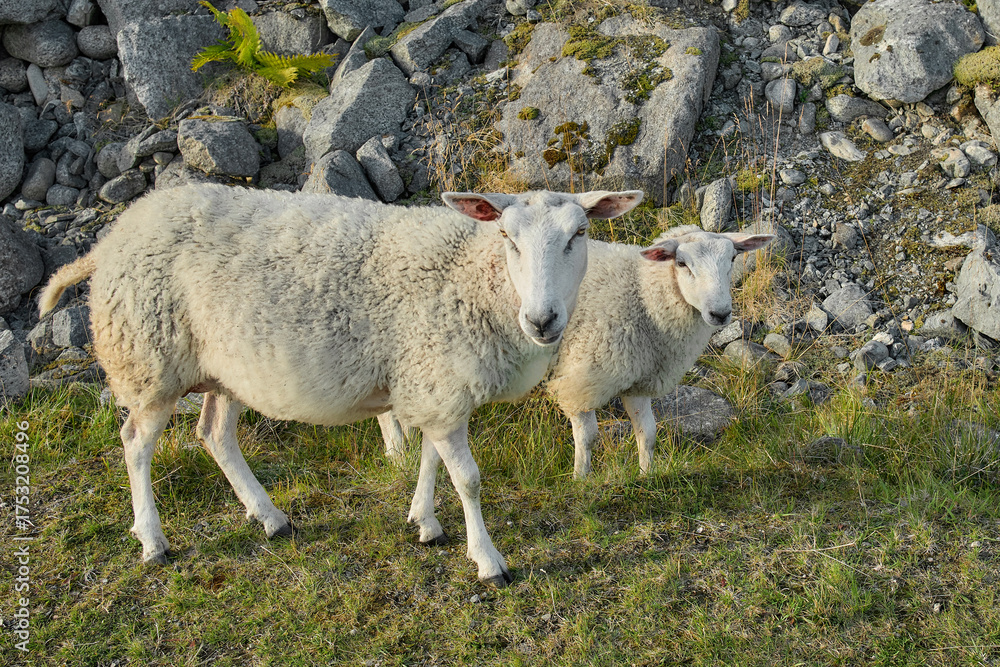 Obraz premium Mother sheep and lamb near mountain rocks, Norway