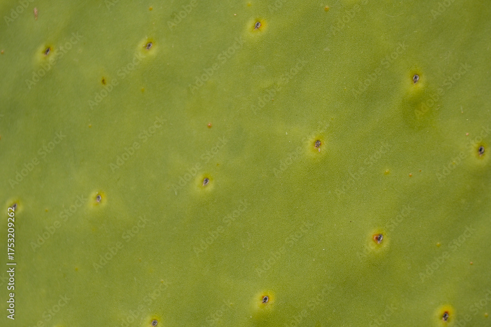 Φωτογραφία Extreme close-up of Opuntia cactus (prickly pear) texture, showing green surface with spines and pores, used as a natural background