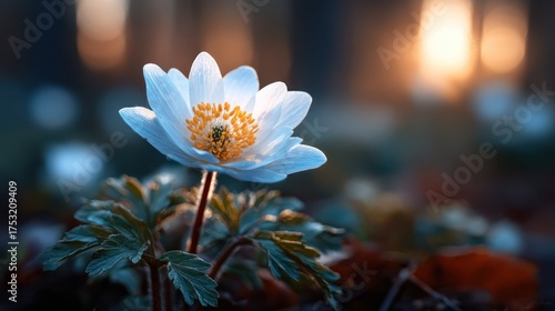 A stunning close-up of a delicate white flower stands out against a softly blurred background, illuminated by golden sunlight, evoking feelings of peace and natural beauty.