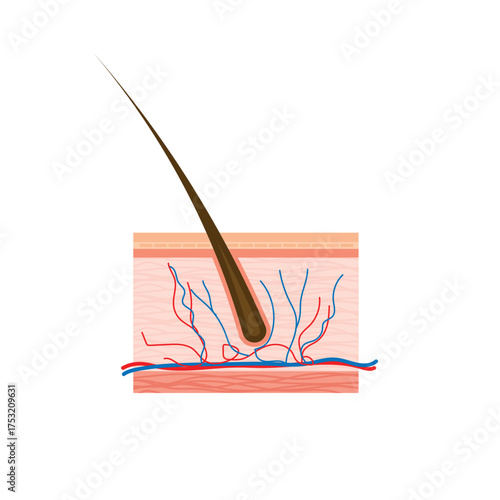 cross section of human skin and hair vector  