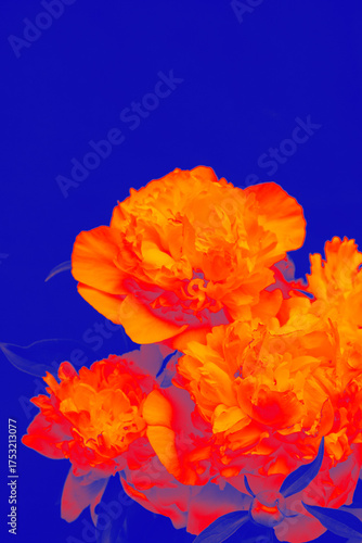 Fototapeta Naklejka Na Ścianę i Meble -  Bright orange-red peonies digitally enhanced with a thermal-like color treatment over an intense blue background. Bold, eye-catching floral artwork. Copy space