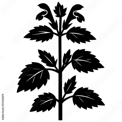 A nettle plant with serrated leaves and small flower buds. Perfect for botanical designs, herbal packaging, natural product labels, eco logos, and educational materials.