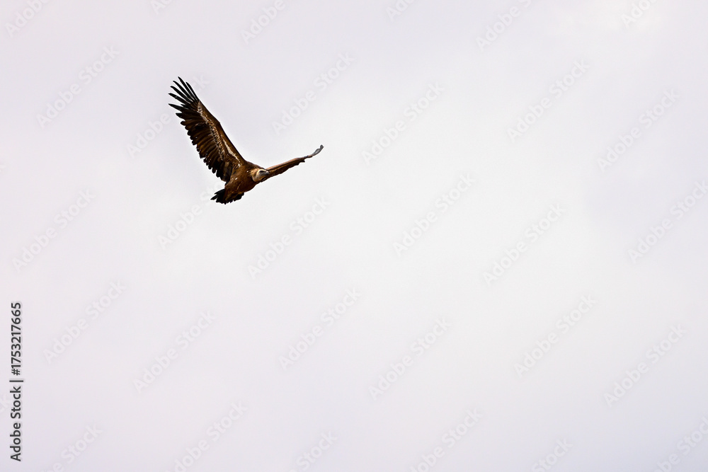 Fototapeta premium Griffon Vulture or Gyps fulvus in flight.