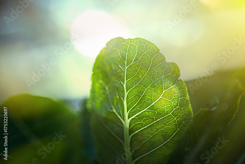 Growing green lettuce or organic salad vegetable With hydroponic systems in the greenhouse by controlling water and fertilizer using a small pipe Without soil for planting, digital smart farm