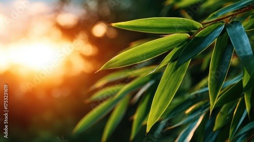 A serene capture of bamboo leaves backlit by the sun, creating a tranquil atmosphere. A beautiful representation of nature's elegance and beauty.