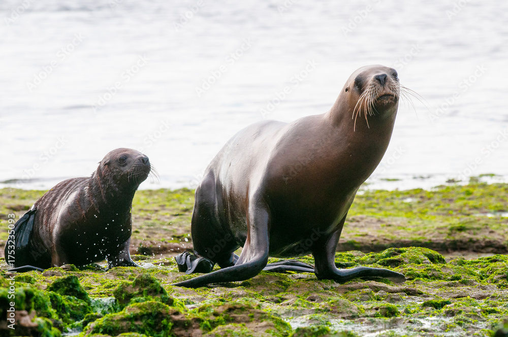Fototapeta premium Mother and Baby Sea Lion, Peninsula Valdes, Chubut Province Patagonia Argentina