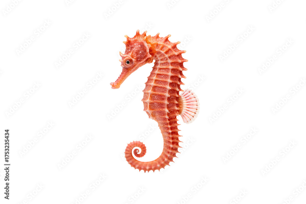 Fototapeta premium seahorse, vibrant coral orange with stripes, upright posture, pronounced spines, front facing view, isolated on a transparent background