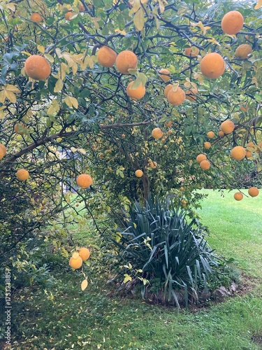 Bitterorangen am Baum im Garten im Herbst
