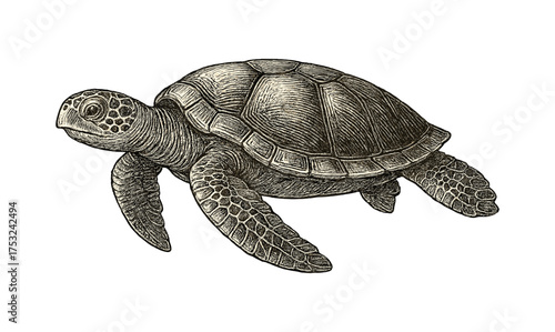 Detailed hand drawn sea turtle on white background
