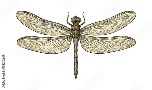 Detailed dragonfly sketch with intricate wing patterns in vintage style