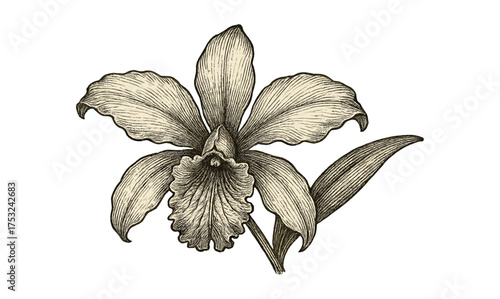 Elegant detailed orchid flower with vintage botanical engraving style