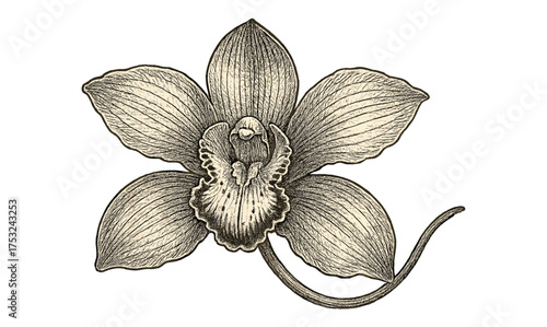 Vintage engraved orchid flower with detailed petals in retro style