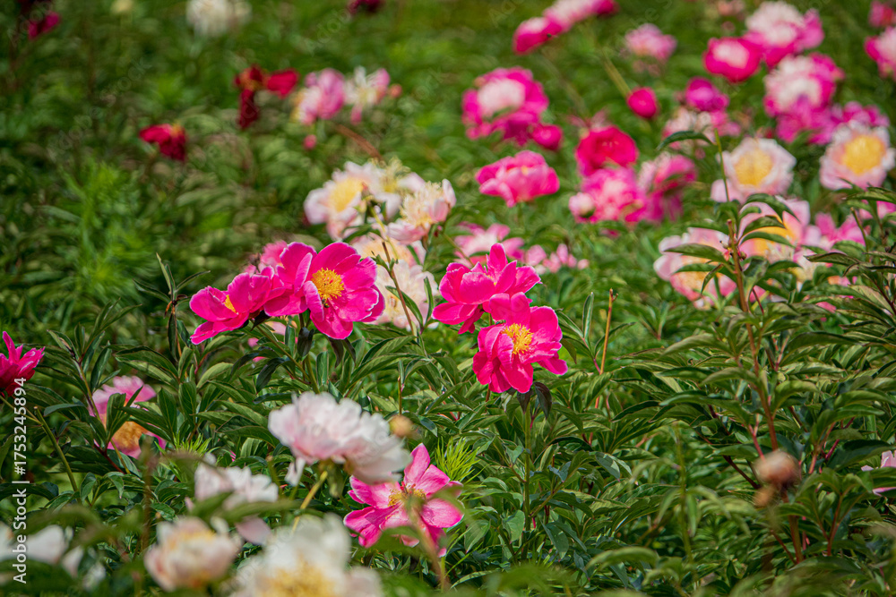 Obraz premium Colorful peonies thrive in the garden, swaying gently in the sunlight