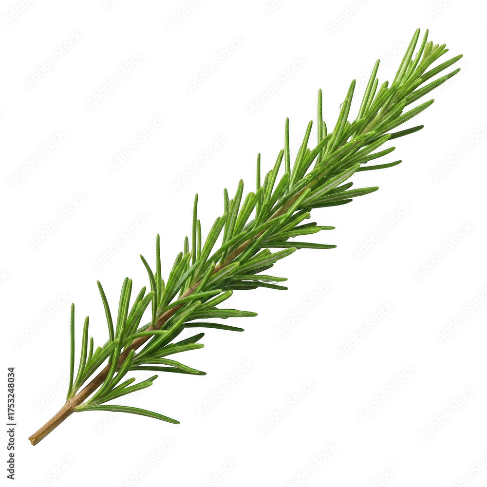 Fototapeta premium Fresh green rosemary herb sprig isolated on transparent background