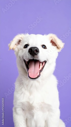 Smiling white fluffy puppy portrait on pastel purple background, happy young dog showing tongue, joyful and playful animal