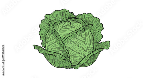 Fresh green cabbage a healthy and versatile vegetable for your meals.