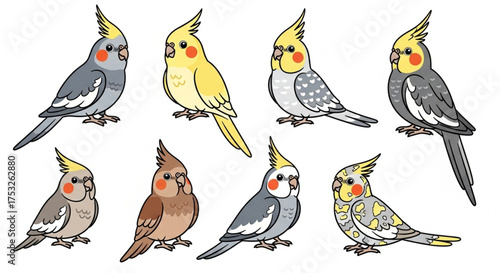 Cockatiel Color Mutations Vector Set – Cute Cartoon Parrots in Yellow & Grey Combinations