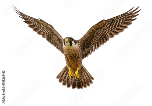 Isolated bird with wings spread in flight, a falcon soaring through the air above and looking down