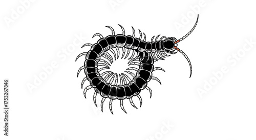 Detailed black and white centipede with curled body and segmented legs
