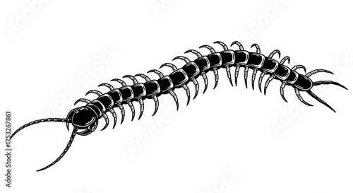 Detailed black centipede silhouette with multiple legs on white background