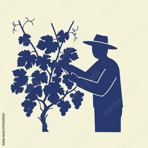 Silhouette of a person in a hat harvesting grapes from a vine
