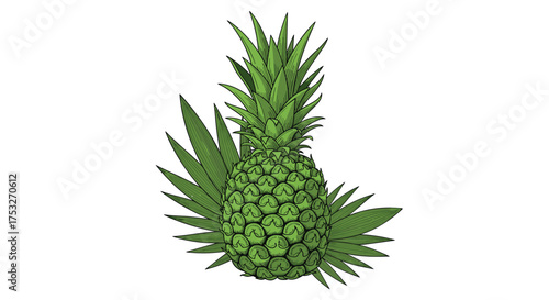 A vibrant green pineapple with spiky leaves creating a lush tropical centerpiece.